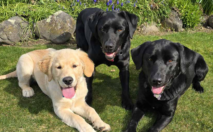 Image of three dogs